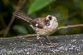 Pale-headed Brushfinch Atlapetes pallidiceps