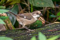 Pale-headed Brushfinch Atlapetes pallidiceps