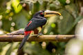 Pale-mandibled Aracari Pteroglossus erythropygius 