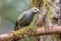 Palm Tanager Thraupis palmarum violilavata