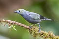 Palm Tanager Thraupis palmarum violilavata