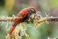 Pearled Treerunner Margarornis squamigerperlatus
