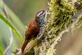 Pearled Treerunner Margarornis squamigerperlatus
