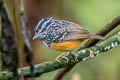 Peruvian Warbling Antbird Hypocnemis peruviana saturata