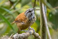 Plain-tailed Wren Pheugopedius euophrys longipes