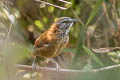 Plain-tailed Wren Pheugopedius euophrys longipes