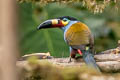 Plate-billed Mountain Toucan Andigena laminirostris