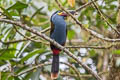 Plate-billed Mountain Toucan Andigena laminirostris