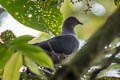 Plumbeous Pigeon Patagioenas plumbea bogotensis