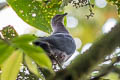 Plumbeous Pigeon Patagioenas plumbea bogotensis