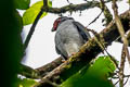 Plumbeous Forest Falcon Micrastur plumbeus