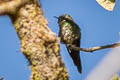 Purple-backed Thornbill Ramphomicron microrhynchum microrhynchum