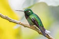 Purple-bibbed Whitetip Urosticte benjamini