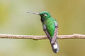 Purple-bibbed Whitetip Urosticte benjamini