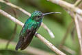 Purple-chested Hummingbird Polyerata rosenbergi