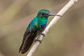 Purple-chested Hummingbird Polyerata rosenbergi