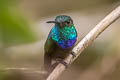 Purple-chested Hummingbird Polyerata rosenbergi