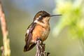 Purple-throated Woodstar Philodice mitchellii