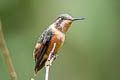 Purple-throated Woodstar Philodice mitchellii