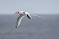 Red-billed Tropicbird Phaethon aethereus mesonauta