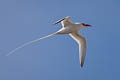 Red-billed Tropicbird Phaethon aethereus mesonauta