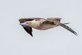 Red-footed Booby Sula sula websteri