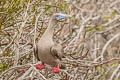 Red-footed Booby Sula sula websteri