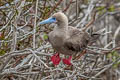 Red-footed Booby Sula sula websteri