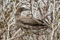 Red-footed Booby Sula sula websteri