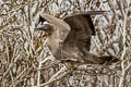 Red-footed Booby Sula sula websteri