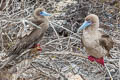 Red-footed Booby Sula sula websteri