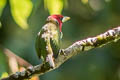 Red-headed Barbet Eubucco bourcierii orientalis