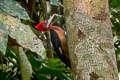 Red-necked Woodpecker Campephilus rubricollis rubricollis