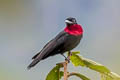 Red-ruffed Fruitcrow Pyroderus scutatus occidentalis