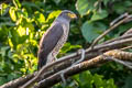 Roadside Hawk Rupornis magnirostris magnirostris