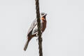 Ruddy-breasted Seedeater Sporophila minuta