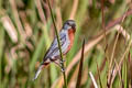 Ruddy-breasted Seedeater Sporophila minuta