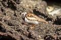 Ruddy Turnstone Arenaria interpres morinella