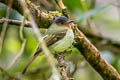 Slaty-capped Flycatcher Leptopogon superciliaris superciliaris