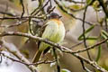 Slaty-capped Flycatcher Leptopogon superciliaris superciliaris