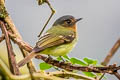 Slaty-capped Flycatcher Leptopogon superciliaris superciliaris