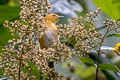 Rufous-chested Tanager Thlypopsis ornata ornata