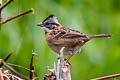 Rufous-collared Sparrow Zonotrichia capensis costaricensis 