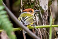 Rufous-crowned Tody Flycatcher Poecilotriccus ruficeps rufigenis