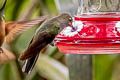 Rufous-gaped Hillstar Urochroa bougueri