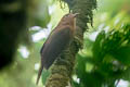 Rufous Piha Lipaugus unirufus castaneotinctus