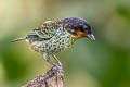 Rufous-throated Tanager Ixothraupis rufigula