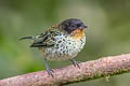 Rufous-throated Tanager Ixothraupis rufigula