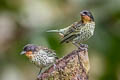 Rufous-throated Tanager Ixothraupis rufigula