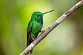 Rufous-vented Whitetip Urosticte ruficrissa